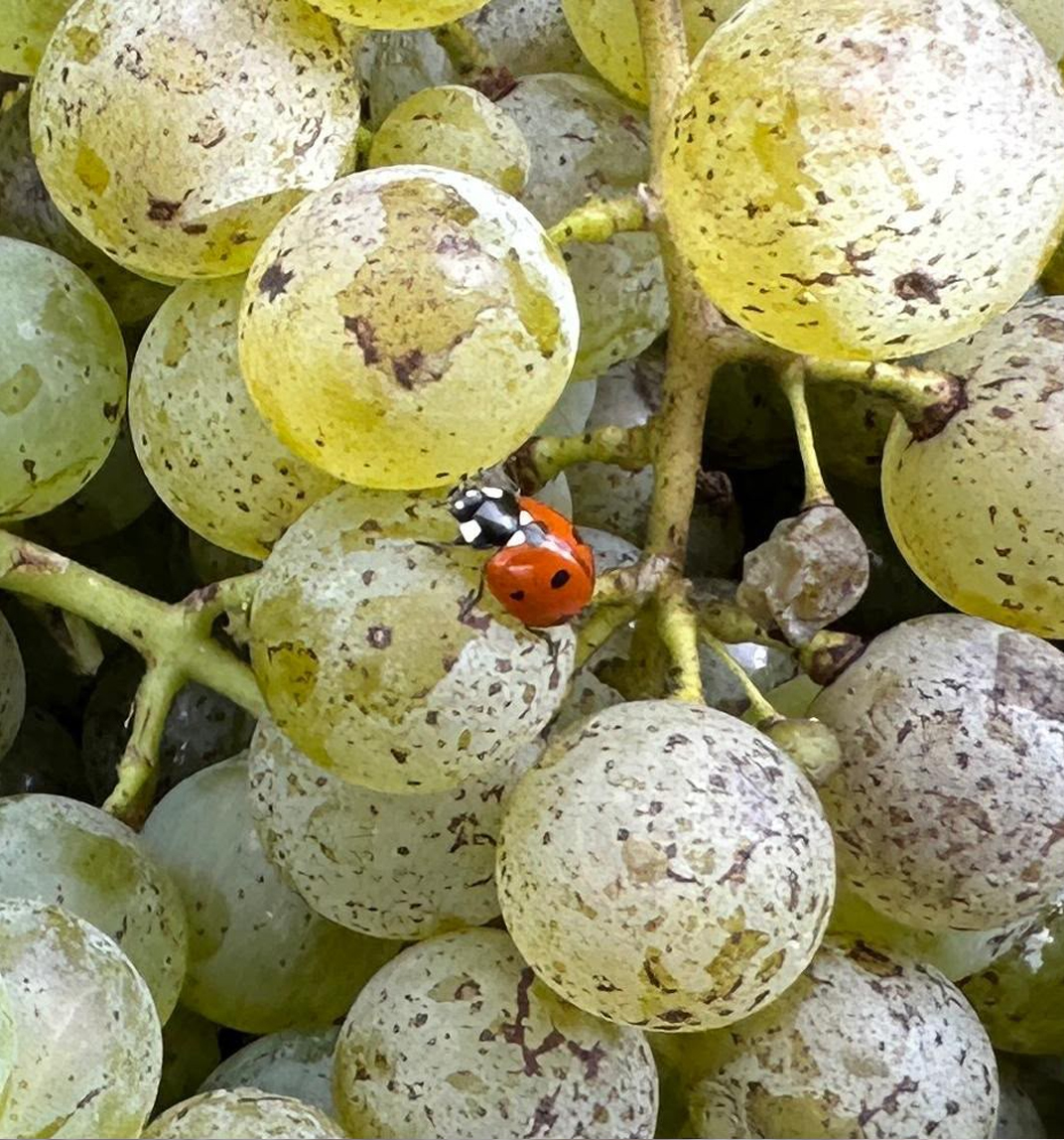 Handarbeit im Weinberg Dr. Kluge