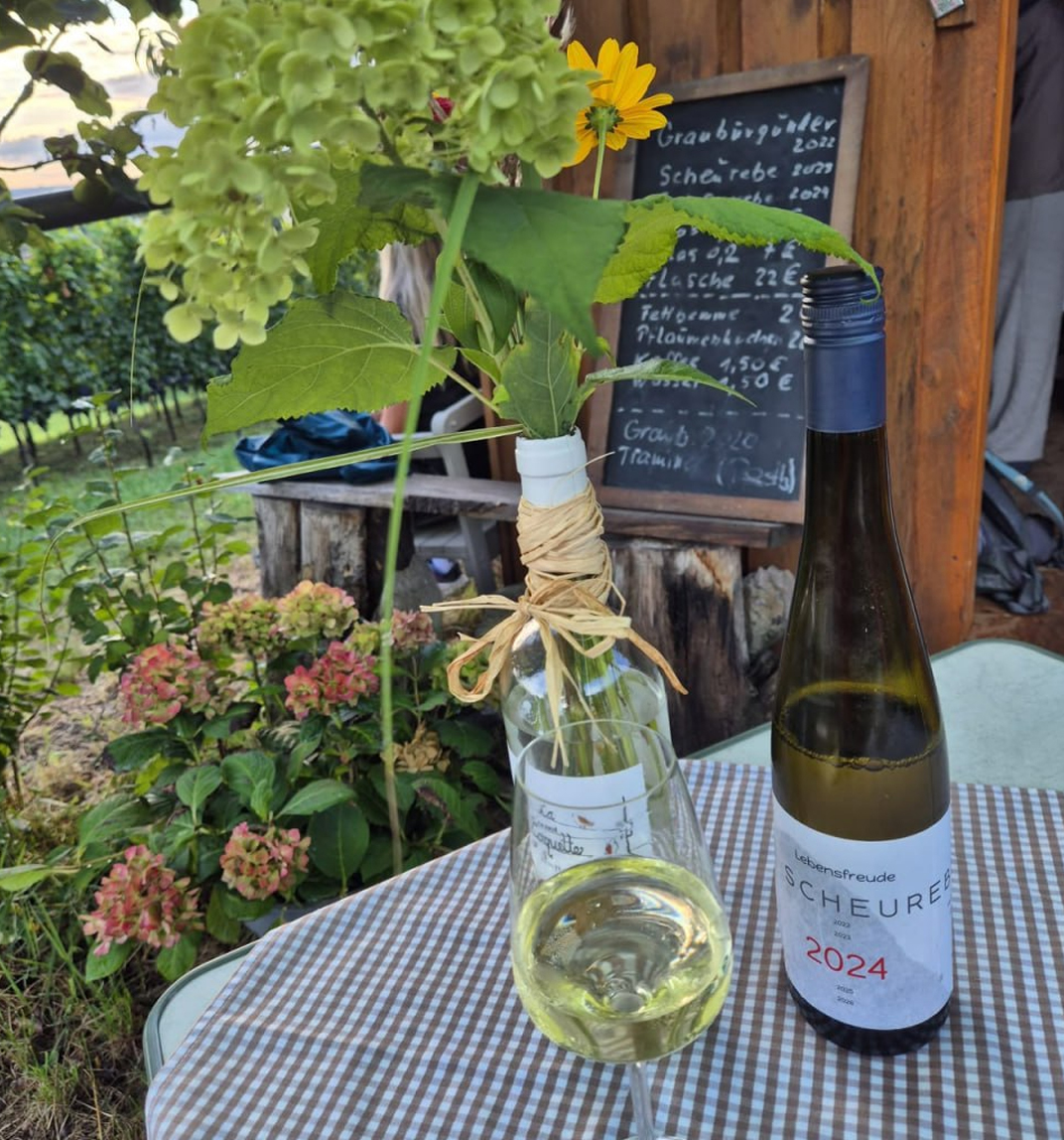Blick über den Weinberg Richtung Elbtal